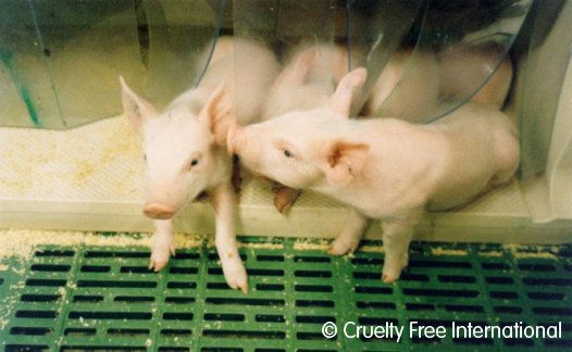 An image of pigs used for GM tests in a UK laboratory.