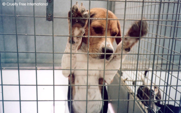 <strong>4,555 procedures were completed using dogs last year.</strong>