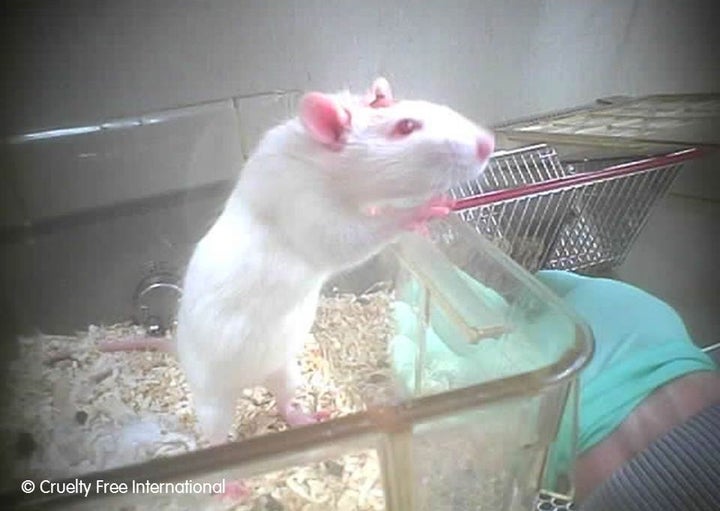 <strong>Mice were the main species used in experiments.</strong>