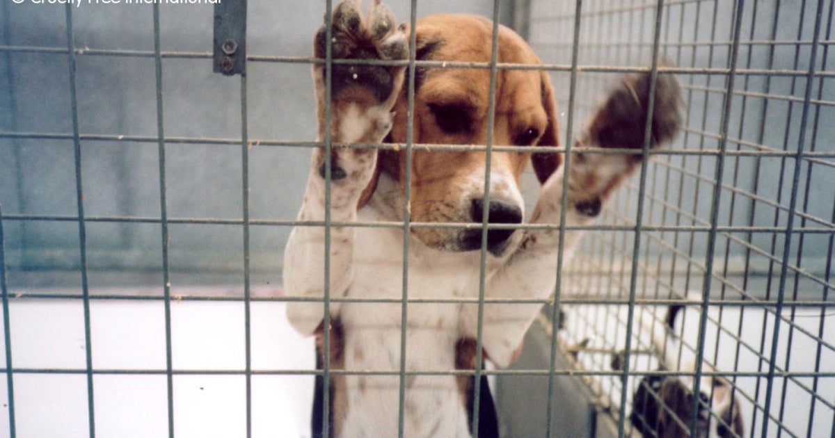2015 Animal Experiment Statistics Released By Home Office Show Rise In
