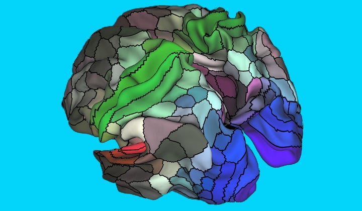 The new map of the human cortex contains 180 distinct areas in each hemisphere. 