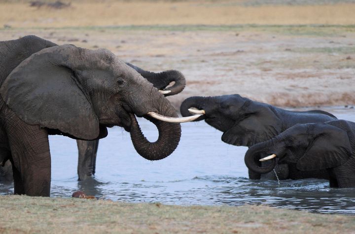 A herd of elephants gather at a watering hole in Hwange National Park October 14, 2014. The watering hole was one of several that were contaminated by poachers with cyanide in 2013, leading to the death of at least 100 animals, according to Zimbabwean authorities. Picture taken October 14, 2014. REUTERS/Philimon Bulawayo (ZIMBABWE - Tags: ANIMALS CRIME LAW)