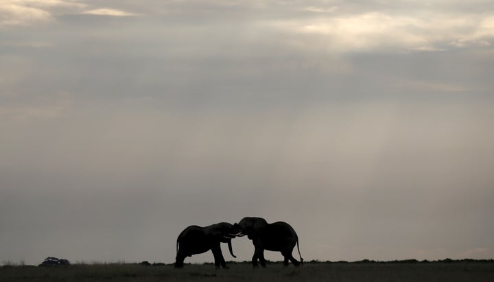 Elephants play.