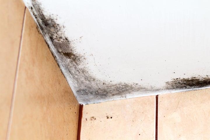 There are many different types of mold that can lurk in your home.