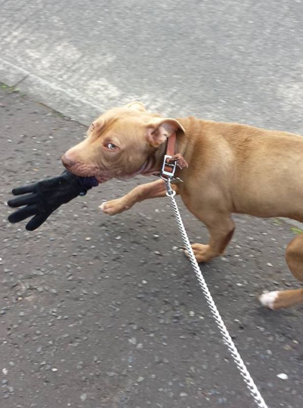 Hank, pictured here on a walk with his owners, has reportedly not left the kennels since being seized by the council.