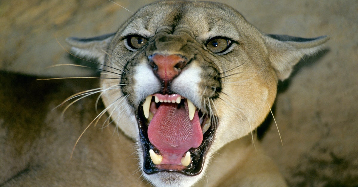 Beast Of Dartmoor Mystery Zoo Owner Admits Pumas Were Released