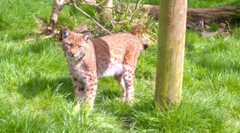 Flaviu the lynx escaped from Dartmoor Zoo earlier this month 
