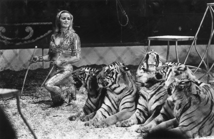 Mary Chipperfield with some of her tigers 