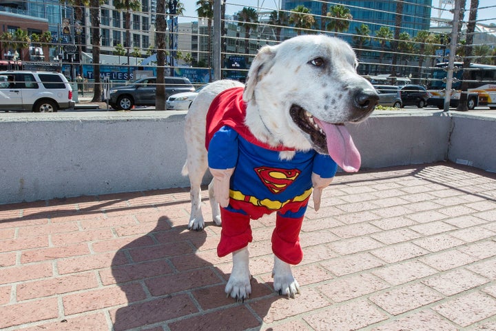 Even dogs get in on the cosplaying.