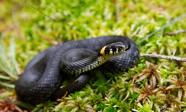 Grass snakes are thriving on north London's Hampstead Heath 