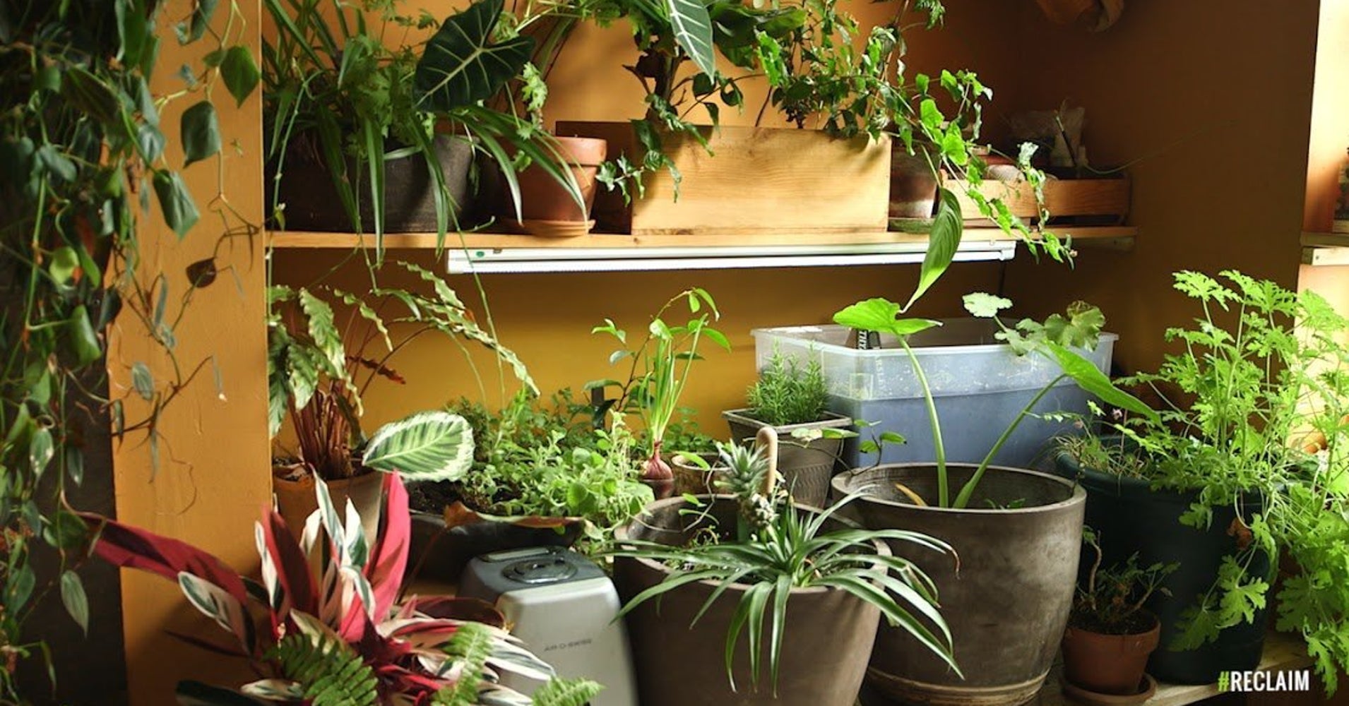Convert Your Closet Into An Indoor Garden HuffPost