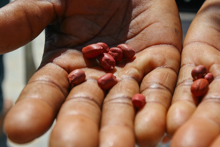 Haitian farmer St. Abel Pierre shows some of her harvested peanuts.