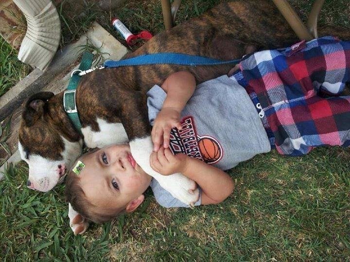 Opie as a puppy, snuggling with one of the family children.