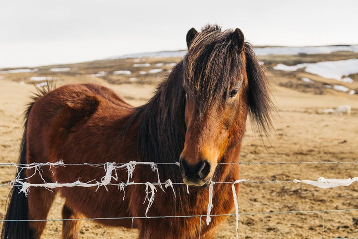 THE FRIENDLY ICELANDIC HORSE