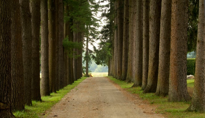 A line of trees near Stockbridge, Massachusetts.