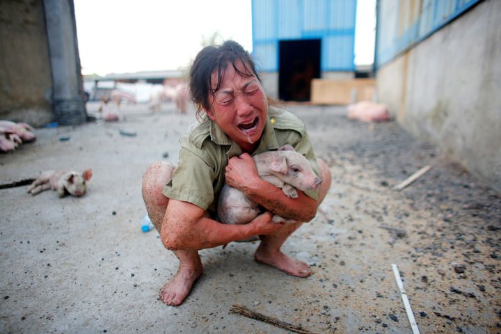 A woman cries as she holds a pig rescued from a flooded farm in Xiaogan, Hubei Province, China, July 22, 2016.