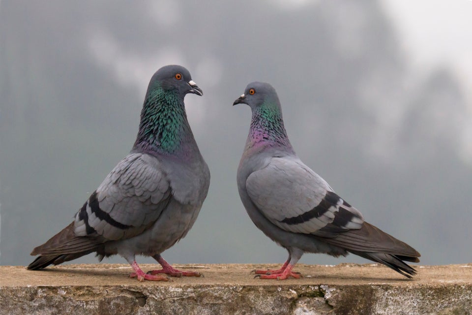 Live Pigeon Shooting