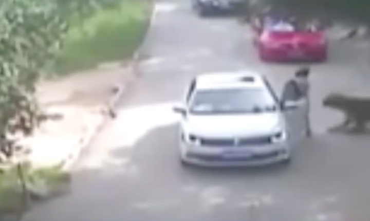 <strong>A woman was attacked from behind by a tiger at Beijing Badaling Wildlife World.</strong>