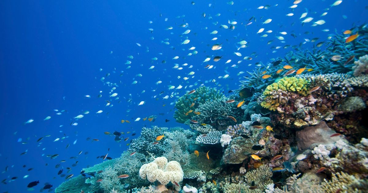 Sections Of The Great Barrier Reef Are Suffering 'Complete Ecosystem ...