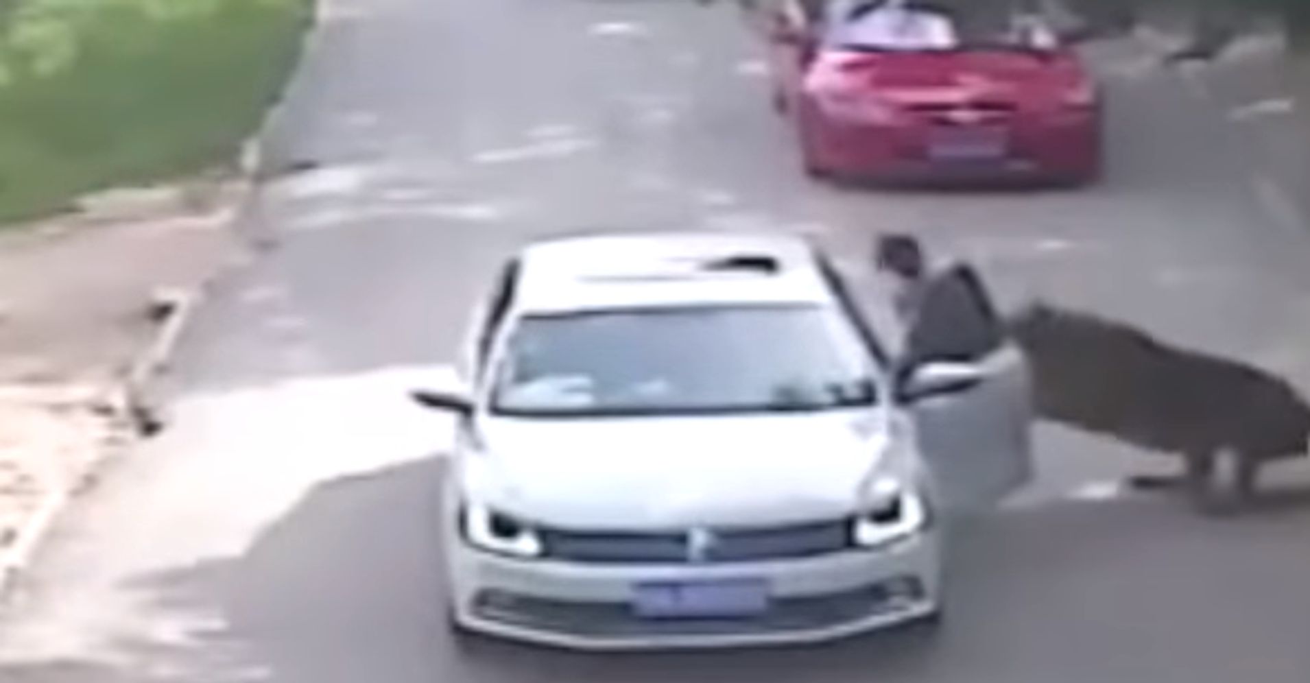 Shocking Video Shows Tiger Attack That Led To Woman's Death | HuffPost