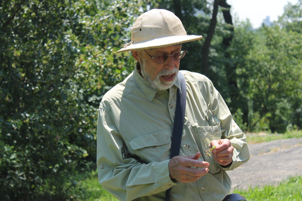 "Wildman" Steve Brill has been foraging in New York for three decades.