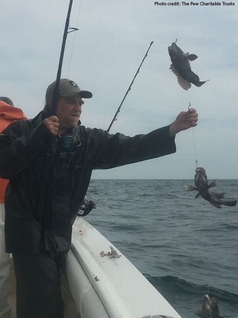 Will Heyman catches black sea bass during a cooperative research expedition off the coast of North Carolina in May 2016. The expedition was designed to establish baseline information on spawning sites for snappers and groupers in the U.S. South Atlantic.