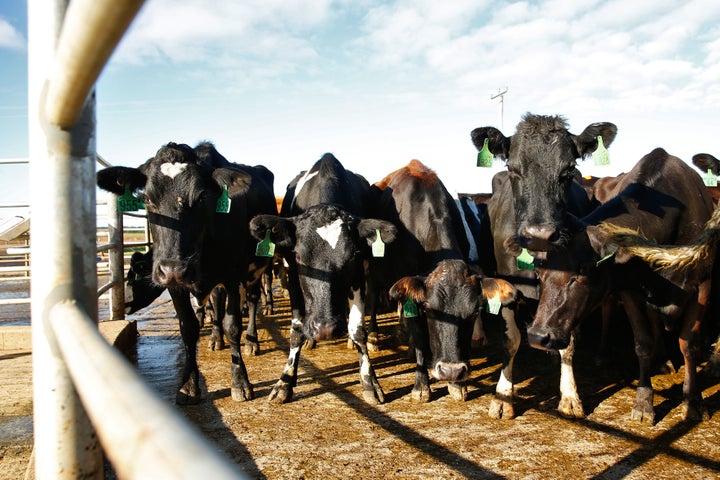 The researchers' baseline diet -- which mirrored Americans' current eating habits -- required eight times more farmland than a vegan diet.