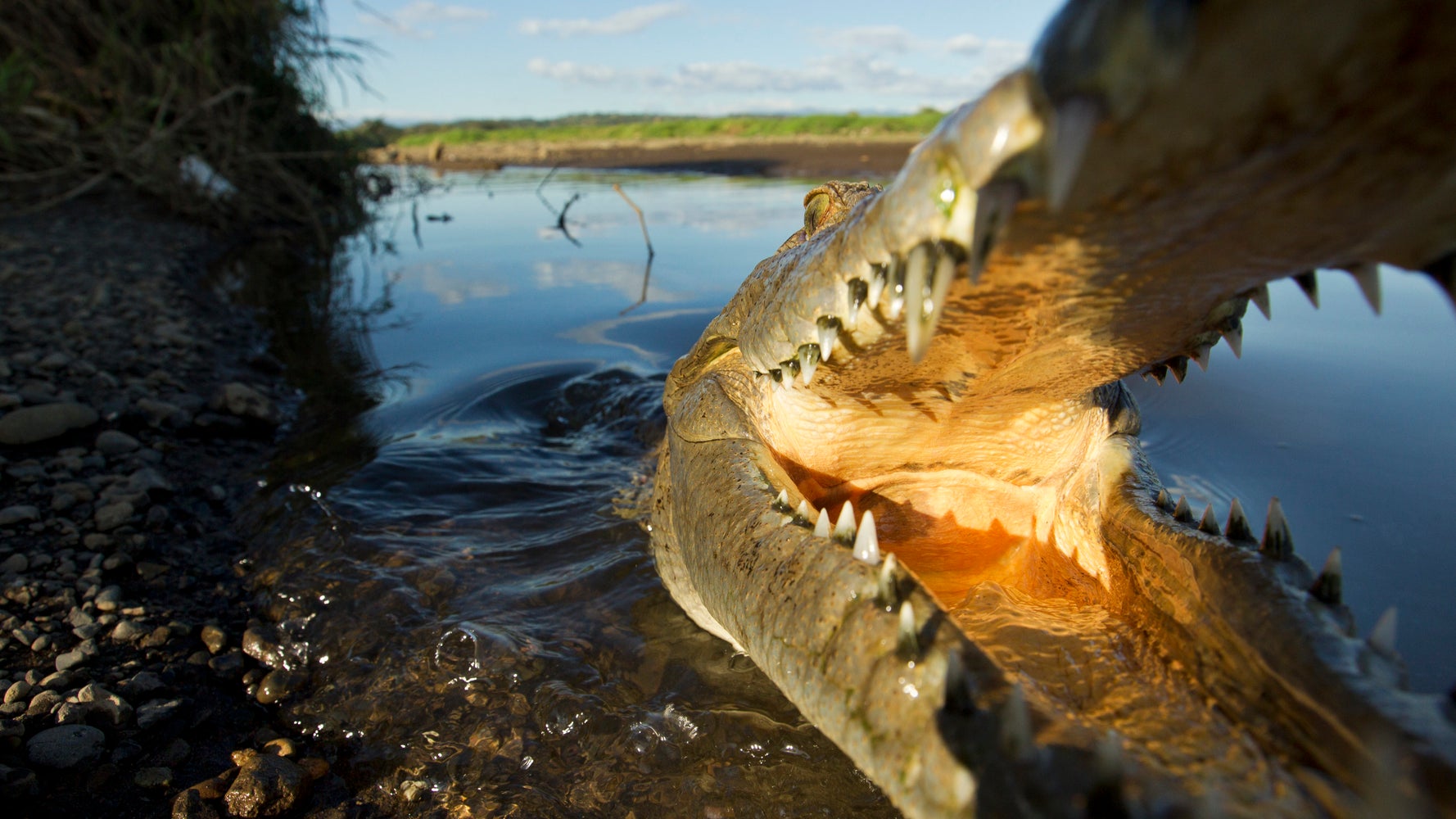 American Surfer Mauled By Crocodile In Costa Rica Huffpost