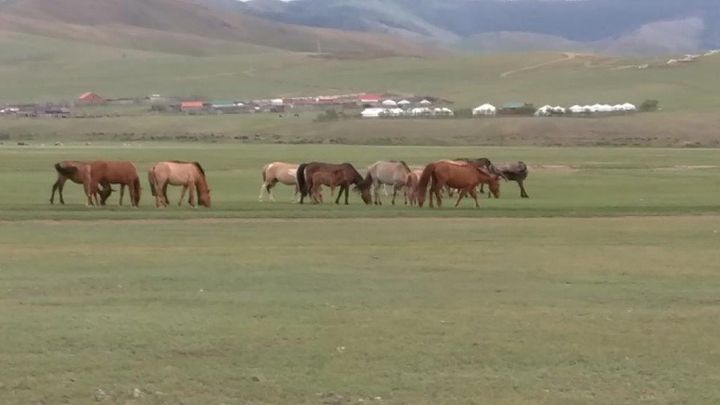 Unfettered horses graze on the plains