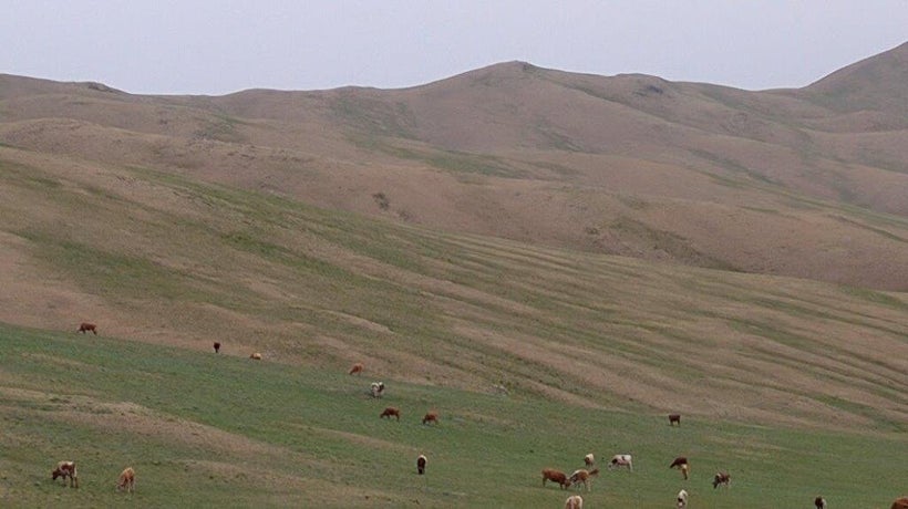 Herds of sheep and goats graze freely