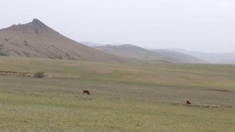 Animals graze unattended