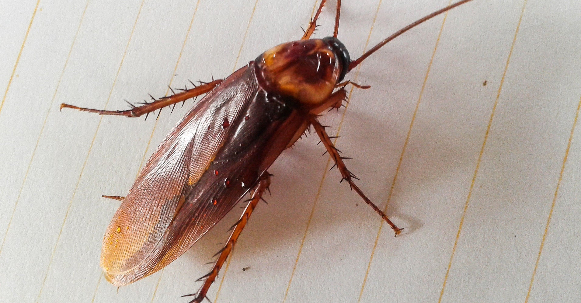 Cockroach Milk Might Be The Hot New Superfood According To Science Cockroach Milk Might Be The Hot New Superfood According To Science
