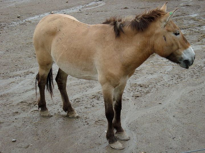 Prized Pezwalski horse