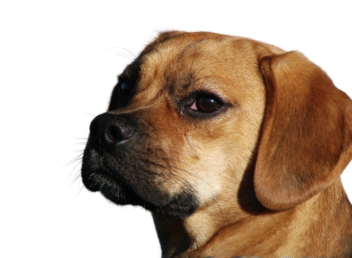 This is a file photo of a puggle, a cross between a beagle and a pug. A 5-year-old puggle died after being left inside a hot car for what police said was "an extended period of time."