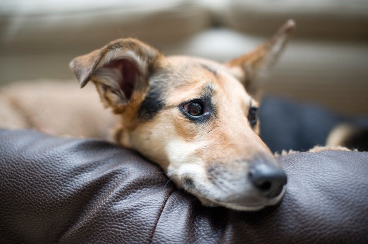 Celebrate National Mutt Day By Telling Us Why You Love Your Pooch | HuffPost Good News Celebrate National Mutt Day By Telling Us Why You Love Your Pooch | HuffPost Good News