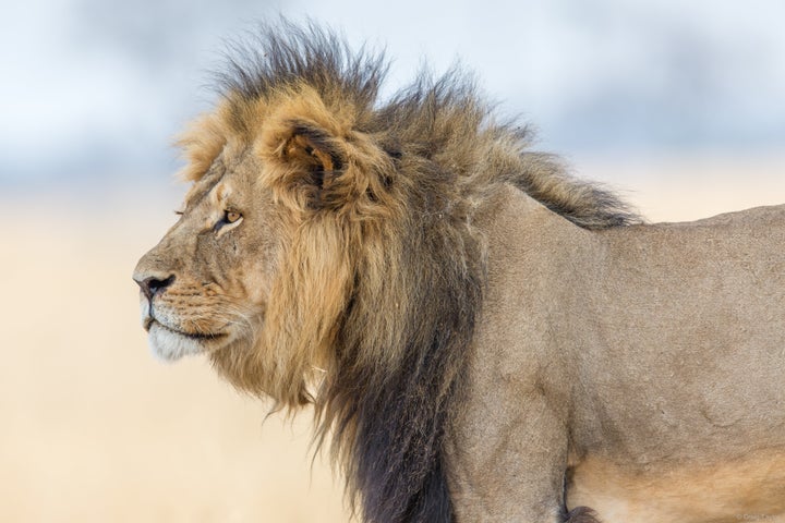 The lion population plummeted 43 percent over a period of 21 years to 2014, according to the International Union for the Conservation of Nature.