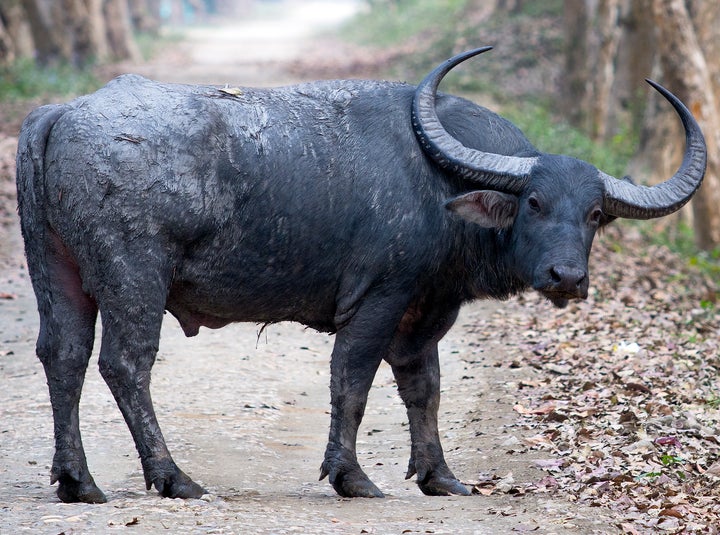 An Indian wild water buffalo, listed as endangered. The total world population of wild water buffalo is almost certainly fewer than 4,000 animals and could be fewer than 200.