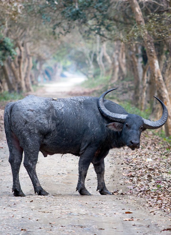 An Indian wild water buffalo, listed as endangered. The total world population of wild water buffalo is almost certainly fewer than 4,000 animals and could be fewer than 200.