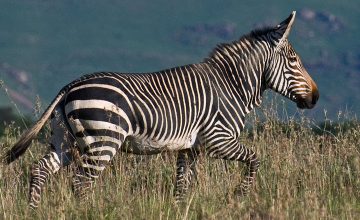 Threatened mountain zebras are at risk from threats including agriculture and hunting.