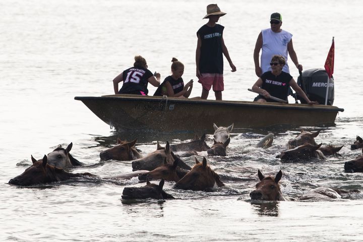 Chincoteague ponies cross Assateague Channel during last year's annual pony swim.