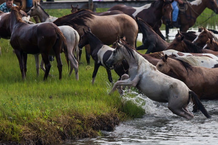 Last year, 61 ponies were auctioned off, bringing in $169,519 for the Chincoteague Volunteer Fire Company, which owns and manages the herd.