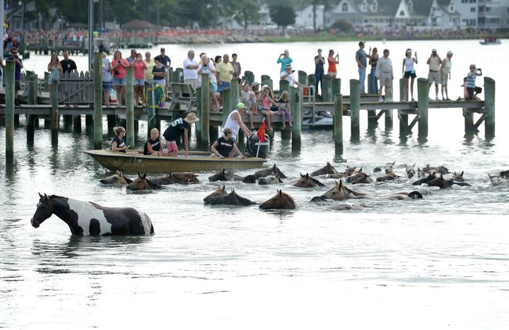 Wild ponies come ashore from the Assateague Channel during the annual pony swim on July 29, 2015 in Chincoteague, Virginia. 