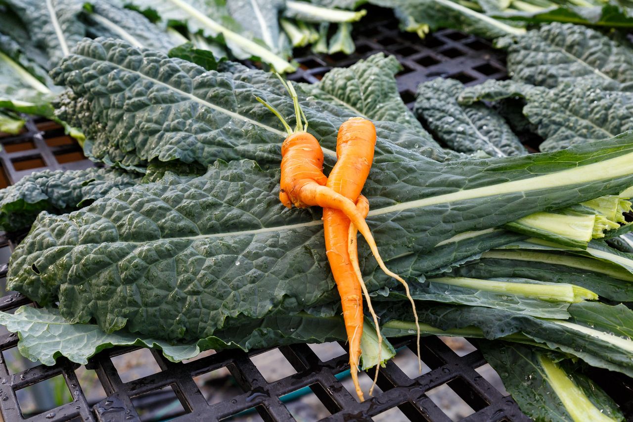 Sometimes carrots cross their "legs." This is an example of the kind of "ugly" produce that most major retailers don't accept from farmers. That food often ends up going to waste.