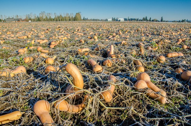 This Oregon farmer, having already met his contract, had a massive surplus of butternut squash. The squash appeared destined for waste.