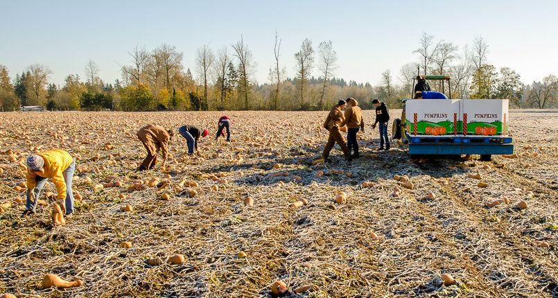 Volunteers with Salem Harvest collected 130,000 pounds of butternut squash that would have otherwise rotted in the field.