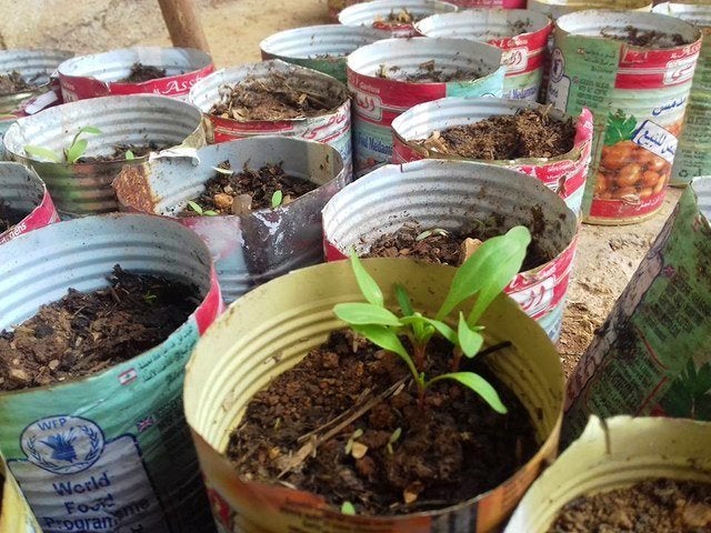 Seedlings in old food ration tins from the World Food Program.