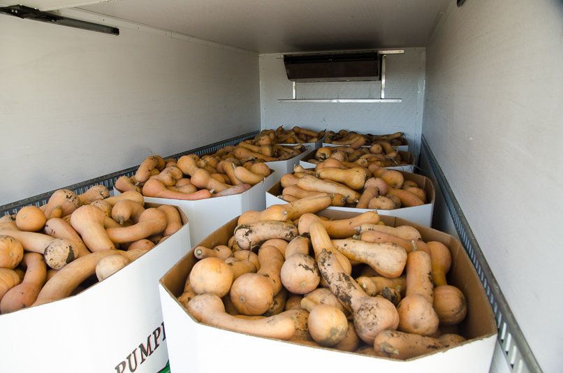 Volunteers with Salem Harvest collected 18 truckloads of butternut squash, all of it bound for food banks throughout the region.
