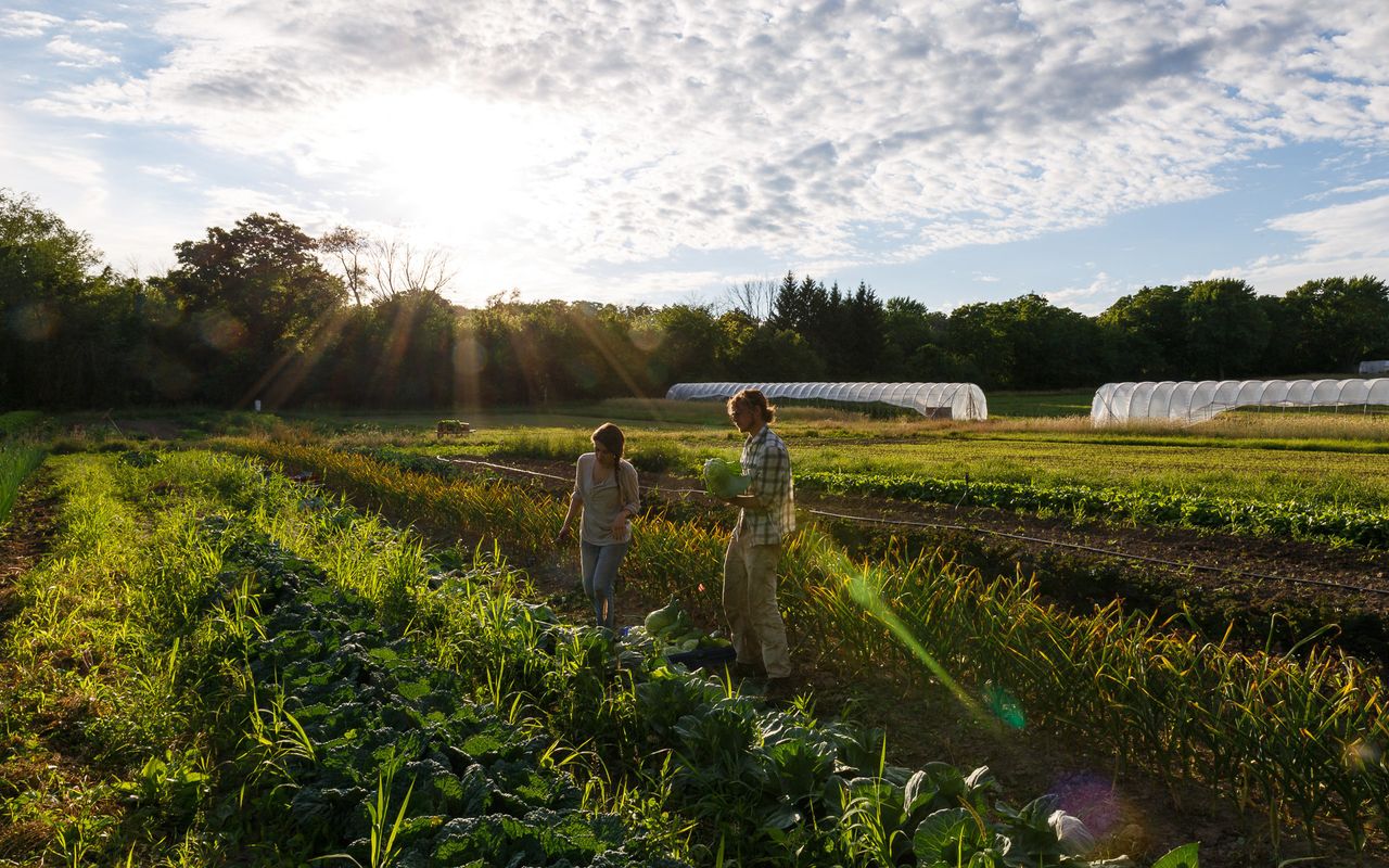 Ellen Kamps and Jeff Hughes are seen amid their crops in Illinois. They choose the crops with the community in mind -- opting for varieties that are easier to cook with, and less likely to go to waste.
