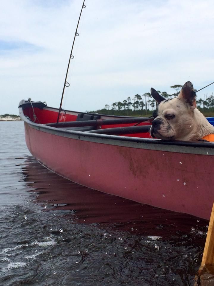 Even our French Bulldog, Rocky loves the weekend adventures.