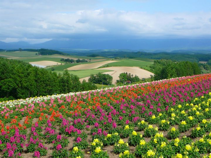 Flower fields with manicured rolling hills in the background. Biei, Hokkaido, Japan.